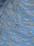 SX24760 Seal in the water.jpg